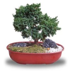 Bonsai 15 years